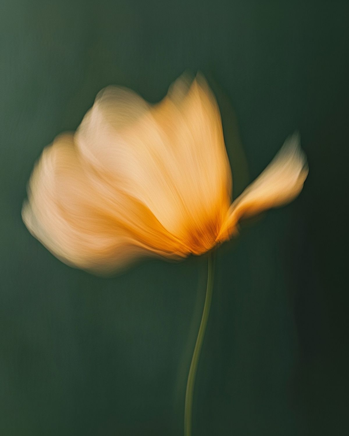 flower portrait